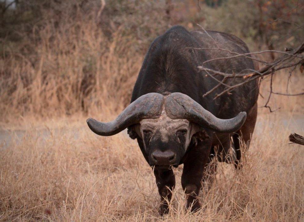 Hunting in Manicaland: Discover the Hunting Seasons and Time-Honored Traditions of the Area 