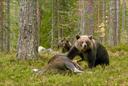 クマは、動物の権利活動家が想像しようとしているほどかわいくないことが判明しました。 研究者によって得られた数字は恐ろしいです。 クマは雑食性です。 彼の食事のほとんどは植物ベースの食べ物です。 しかし、内反足も肉を拒否しません。 多くの場合、ヒグマは他の食べ物が不足している春に鹿やムースを攻撃します。 民間の狩猟農場のハンターや所有者は、クマがタイガの狩猟資源に大きな損害を与えると主張しています。 

時々、1匹のクマが春に1〜2匹のムースを殺すと言われています。 動物の権利活動家はまた、クマがその生息地で動物の世界にほとんど害を及ぼさないと信じています。 ロシアでは、この問題に関する研究は行われていない。 しかし、西洋の専門家は動物相をより詳細に研究しています。 観察中に受け取った答えは衝撃的です。 はい、私たちのハンターは春あたり1〜2ムースについて間違っていました。 数字ははるかに高いです。

クマは春に何匹のムースと鹿を殺しますか

クマは膨大な数のムースと鹿を食べます。 ほとんどの場合、新生児は犠牲者になり、その半数以上が内反足の食事になっています。 それから、しばしば彼らの子牛を救おうとする女性がいます。 若いヘラジカや鹿もクマと一緒に昼食をとることがよくあります。 数字に移りましょう。 クマが春に殺すムースと鹿の数に関する最初の研究は、アラスカで80年代に行われました。 結果は次のとおりです-クマあたり1.6から5.4のムースカブス。

スウェーデンでは、2007年から2012年まで同様の会計が行われました。 現代の技術とGPS首輪はすでにここで使用されています。 内反足のモニタリングの結果は、1匹のクマが春あたり平均7.8匹のムースカブスを殺すことを示しました。 新生児のヘラジカの子牛を追跡した結果によると、数字はわずかに低いですが、ひどい—クマあたり6.8人の死亡者もいます。

あなたはそれがたくさんだと思いますか？ -次に、読んで、さらに驚かせてください。

最新の観測の結果によると、すでに17のヒグマの首輪に設置されたGPSビーコンとビデオカメラを使用して、最も野生の仮定を超えたデータが得られています。 最初のケースと同様に、データはアラスカのクマから取得されます。

平均して、1匹のクマは春（3月から6月）あたり34.4匹のムースと鹿の子を食べます。 一部の個体では44頭の子牛が死亡した。 内反足が子牛を食べるのに約1時間かかります。

数字は不気味であり、正直に言うと、彼らは非常に予想外です。 私たちの内反足を正当化するために、最新の統計が得られたアラスカのグリズリーは、ヒグマのシベリアの亜種よりも略奪的なライフスタイルを しかし、シベリアのクマが子牛の半分（ムースの子牛）を食べると仮定しても、その数は依然として膨大になります。

これは、森林内のクマの数を規制するためのより抜本的な対策の問題を再び提起します。 もちろん、規制措置にも賢明に取り組む必要があります。 生態系にはオオカミとクマの両方が必要です。 しかし、彼らは彼らの食物連鎖のトップであり、人間だけが彼らの人口を調整することができます。