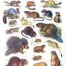 Грызуны (Rodents) avatar
