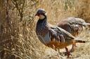 Laws on trapping birds in the Argan forests of Morocco: A guide for hunters. Understand the legal aspects of hunting and trapping birds in the Argan Forests of Morocco. F