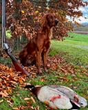 The Irish Setter: A Hunter's Guide to This Versatile Gun Dog

The Irish Setter, with its striking red coat and boundless energy, is more than just a beautiful dog. Bred f