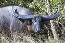 Asiatiese buffels (latyn Bubalus) is'n genus Van Asiatiese buffels uit die familie van holhoornige soogdiere van die suborde ruminants, wat in 1827 deur Charles Hamilton Smith beskryf is. Saam met'n nabye geslag Van Afrika-buffels (Syncerus) vorm dit die Substam Bubalina. Volgens mtDNA het Babulus en Sincere 7,26 miljoen jaar gelede van mekaar geskei.

Liggaamslengte 100290 cm, stert 1590 cm, hoogte by die skof 62180 cm, gewig 1501200 kg. Die liggaam is massief, die nek is kort, die bene is sterk. Die kop is groot, verleng; 'n kaal en vogtige "neusspieël" val op die voorkant van die boonste lip. Manne is groter as wyfies en het langer horings. Die haarlyn is laag of medium lank, sag of grof, soms gedeeltelik afwesig. Die kleur van die rug wissel van donkerbruin en donkergrys tot swart. Die stert is lank, met'n kwas hare aan die einde.

Die genus Asiatiese buffels word in twee subgenera verdeel: Asiatiese buffel (Bubalus) en anoa (Anoa), insluitend 3 spesies: anoa (Bubalus depressicornis), berg anoa (Bubalus quarlesi) en tamarau (Bubalus mindorensis), wat soms in'n aparte genus geskei word.

Hulle word in suid-en Suidoos-Asië versprei. Hulle woon in woude en digte bosse; verkies moerasagtige habitats. Danksy hul wye hoewe beweeg hulle maklik op moerasagtige grond; hulle swem goed en ver.

Die basis van Die dieet Van Asiatiese buffels is plantvoedsel: blare, takke, vrugte, sappige kruidagtige en waterplante. Hulle word in familiegroepe (anoa) of troppe (Asiatiese buffels) gehou. Die wyfie bring gewoonlik een welpie saam. Die lewensverwagting Van Asiatiese buffels is tot 25-30 jaar. Die Asiatiese buffel is in die 3de millennium V. c. gedomesticeer; sy huishoudelike rasse is wydverspreid oor die hele wêreld; dit word gebruik as'n trekmag en as melkkoeie. As gevolg van antropogene veranderinge in landskappe is slegs klein bevolkings van wilde Asiatiese buffels bewaar. Alle buffelspesies is in die IUCN Rooi Boek gelys.
