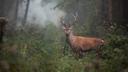 Indiana Hunt for Hunger asking hunters to consider donating deer harvest
LOUISVILLE, Ky. (WDRB) -- Hunters in Indiana are being asked to donate from their deer harvest to