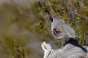 Quail Hunting in Utah
Do You Hunt Western Quail?
If you own a good pair of running shoes — or better yet, a trained hunting dog — hunting Gambel’s quail in southwestern U
