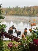 Hi all! I just wanted to introduce myself and share a photo I took from my window. The moose family just finished off the strawberries in my garden. Fairbanks Alaska