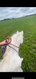 out of all of the tricks i’ve taught my horses, bridleless has got to be my favorite. i use it all of the time, and just love love love it