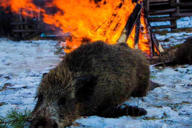 Jagd im Bezirk Schwyz (Kanton Schwyz), Schweiz.: Merkmale, Jägerschaft, Jagdmethoden, Wildarten, Saisons, Vereine, Regeln und Traditionen
