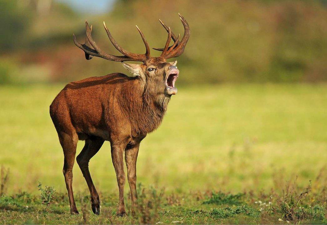 Jagd in BAYERN: Geographische Besonderheiten, Jagdarten, Traditionen und Gesetzgebung im größten Bundesland Deutschlands