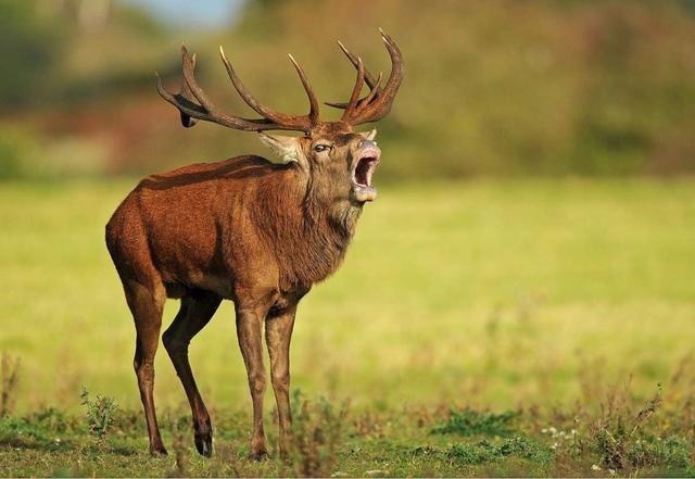 Jagd in BAYERN: Geographische Besonderheiten, Jagdarten, Traditionen und Gesetzgebung im größten Bundesland Deutschlands