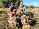 Mountain hunting in 🇿🇦 South Africa?
A target at 500, 600, 700 meters and even further?

Yes!
If these are the green hills of the Eastern Cape province and hunting wild pigs.
👍 A very interesting hunting format - tracking from afar, and then sneaking up on the mountains and, if possible, a long-range shot.

1️⃣ First, traditionally drive up by car, 2️⃣ then climb higher, find a comfortable position and 3️⃣ binoculars neighboring hills. Telescopes were very useful. Now is the most active time - the rut of wild pigs. No need for bait, ambush near water - this is unnecessary now. All the action is in the mountains and a patient hunter will not miss it!

👉 It is worth noting that the trophies of foothill pigs are excellent: the size is impressive, the weight is under 80-90 kg - this is not a warthog (!), but almost a bushpig. The fangs are also decent.
The number of trophies for a 5-day tour is from several to several dozen. Depends on desire and possibilities.

👐 Who wants to spend a great vacation in the most beautiful and unusual places of already familiar destinations - our most confident recommendations!

💬 write to Telegram (https://t.me/safari_stalker)
📞 +7 903 755-79-05

#wild_pig_hunting