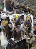 Таксидермическая студия Лесной трофей 24 на выставке в Москве в крокусе.