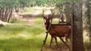 El terciopelo cae. 🦌

Perdón por la atalaya y la nitidez, estaba lejos y sorprendido. foto recortada.

Buena tarde.