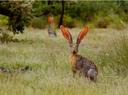 Jackrabbit in Amado, Arizona 

