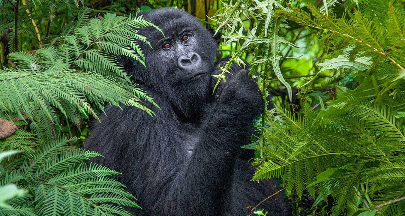 Hunting in Nakasongola, Uganda: Unveiling a Hidden Gem for Unforgettable Hunting Adventures and Cultural Immersion