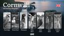Exploring Hunting Seasons and Legal Guidelines in Cornwall: Game Regulations, Species Protection, Licensing, Penalties, and Expert Tips for a Safe and Successful Hunting 