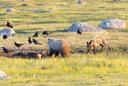 Wolf charges Bear, then Bear charges the Wolf. I waited at a Bison carcass from 5am to 9pm for 3 days. Eagles and coyotes had been coming in trying to get a bite, while t