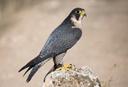 Сапса́н(лат. Falco peregrinus) — хищная птица из семейства соколиных, распространённая на всех континентах, кроме Антарктиды. Размером с серую ворону, выделяется тёмным, аспидно-серым оперением спины, пёстрым светлым брюхом и чёрной верхней частью головы, а также чёрными «усами». В зависимости от размера и особенностей окраски, различают около 17 подвидов этой птицы.