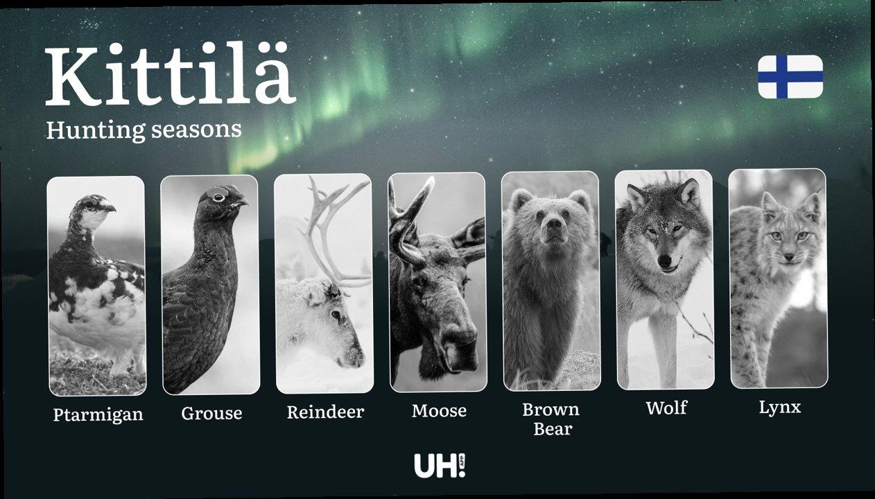 Hunting Seasons in KITTILÄ: Key Periods, Licensing Requirements, Smart Strategies, Restrictions and Conservation Measures