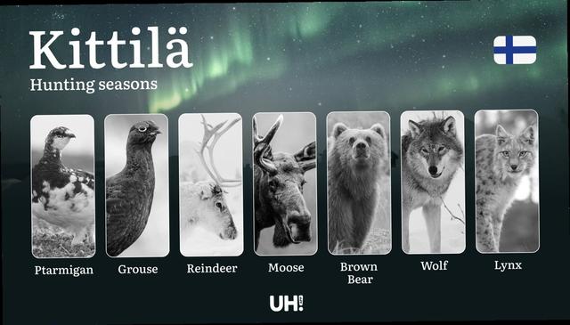 <strong>Hunting</strong> Seasons in KITTILÄ: Key Periods, Licensing Requirements, Smart Strategies, Restrictions and Conservation Measures