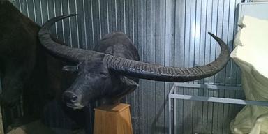 🛠Dmitry Popov visited his old taxidermist friend