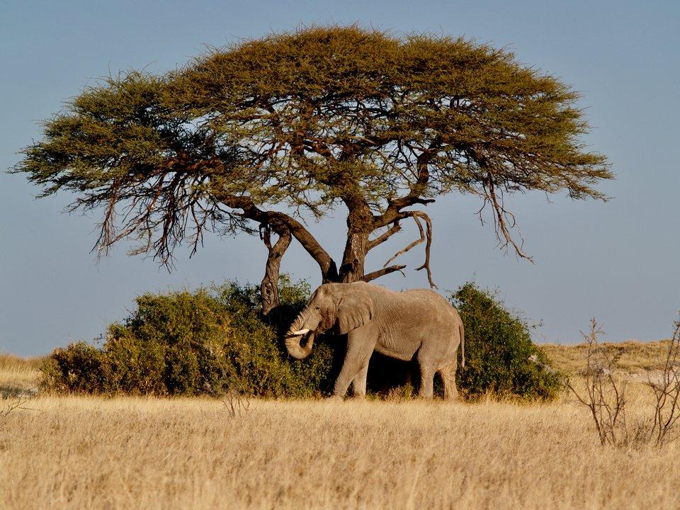 Hunting in Alibori: A Comprehensive Guide for Hunters – Exploring Opportunities, Challenges, and Conservation Efforts (PART 2)