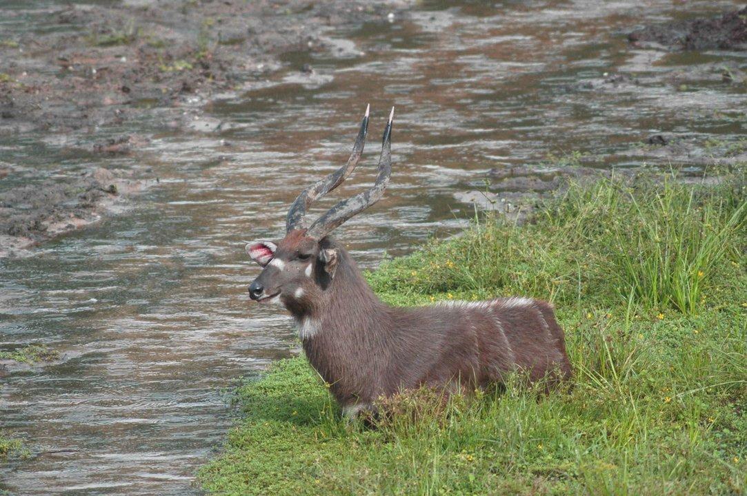 Hunting Access Dates in Kayunga: Key Hunting Periods for All Species, Restricted Areas, Rules and Exceptions, Getting Your License, Gear, Locations, and Optimal Timing