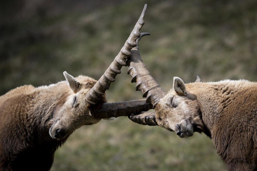 Jagd im Bezirk Viamala (Kanton Graubünden), Schweiz: Regionale Merkmale, Bevölkerung, Jagdansätze, Wildtiere, Jagdperioden, Vereine, Lizensen und Sitten