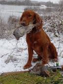 The red dog friend has gained experience in this hunting season and successfully closes it)