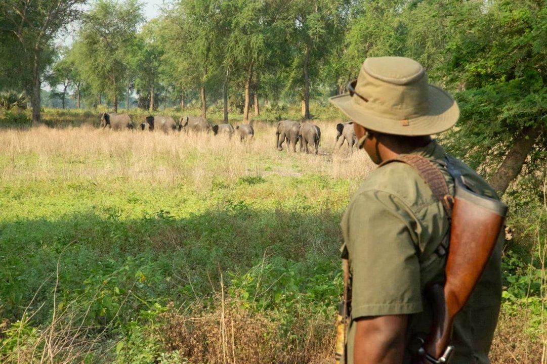 Hunting in GORONGOSA CONCESSIONS: A Unique Blend of Adventure, Conservation, and Tradition in Mozambique’s Ecologically Restored Wilderness