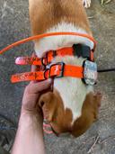  Colliers GPS (GARMIN / BITRABI) 
