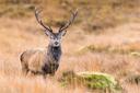 Jagd im Berner Jura (Kanton Bern), Schweiz: Landschaftsmerkmale, Einwohnerschaft, Jagdarten, Wildbestände, Interessengruppen, Regelungen und Traditionen

Merkmale des Berner Jura für die Jagd

Der Berner Jura im Kanton Bern bietet eine vielfältige Landschaft, die ideal für die Jagd ist. Die Region ist geprägt von sanften Hügeln, dichten Wäldern und ausgedehnten Weidelandschaften. Diese Lebensräume unterstützen eine Vielzahl von Wildtieren wie Hirsche, Rehe, Füchse und Wildschweine. Die Nähe zu den Berner Alpen und den umliegenden Flüssen eröffnet zusätzliche Möglichkeiten für die Jagd auf Wasservögel. Die abwechslungsreiche Topografie stellt eine besondere Herausforderung dar und bietet gleichzeitig reichhaltige Jagderfahrungen.

Jäger und Demografie des Berner Jura

Der Berner Jura hat eine aktive Jagdgemeinschaft mit etwa 700 Jägern. Diese Jäger sind gut organisiert und engagieren sich in Naturschutzprojekten. Die meisten sind Mitglieder lokaler Jagdvereine, die regelmäßige Treffen und Schulungen anbieten, um ethische und nachhaltige Jagdpraktiken sicherzustellen. Die Gemeinschaft setzt sich aus Einheimischen und einigen internationalen Jägern zusammen, die sich für die einzigartige Landschaft und den reichen Wildbestand interessieren.

Besonderheiten der Jagd im Berner Jura

Die Jagd im Berner Jura erfordert körperliche Fitness und ausgezeichnete Kenntnisse der lokalen Geografie. Die dichten Wälder und hügeligen Landschaften stellen hohe Anforderungen an die Jäger, die oft stundenlang wandern müssen, um ihre Beute zu finden. Die Jagd ist streng reguliert, um die Wildtierpopulationen gesund und nachhaltig zu halten. Jäger müssen strenge Vorschriften einhalten, einschließlich der Einhaltung von Jagdsaisons und der Verwendung geeigneter Waffen.

Methoden der Jagd und heimische Wildarten im Berner Jura

Hochwildjagd: Fokus auf Hirsche und Rehe, die in den Wäldern und auf den Weiden weit verbreitet sind. Diese Jagd erfordert Geduld und Geschick.
Schwarzwildjagd: Wildschweine sind ebenfalls verbreitet und stellen eine besondere Herausforderung dar. Spezielle Taktiken und Waffen sind erforderlich.
Kleinwildjagd: Füchse, Hasen und andere kleine Säugetiere werden oft mit Fallen oder kleinkalibrigen Waffen gejagt.
Vogeljagd: Enten, Fasane und andere Vögel werden in den Feuchtgebieten und auf den Feldern gejagt, was spezifische Kenntnisse erfordert.

Jagdkalender im Berner Jura

Offizielle Saison: Die Hauptsaison für Hochwild wie Hirsche und Rehe beginnt im September und endet im Dezember.
Schonzeiten: Von Januar bis August ist die Jagd auf bestimmte Wildtierarten verboten, um die Populationen zu schützen.
Sonderschutz: Für bestimmte Arten, wie den Fuchs, gelten spezielle Schutzbestimmungen.

Jagdvereine und -clubs im Berner Jura

Berner Jura Jagdverein: Der Hauptverband für Jäger im Berner Jura, der Schulungen, Workshops und regelmäßige Treffen anbietet. Der Verein setzt sich für nachhaltige Jagdpraktiken und den Schutz der Wildtiere ein.
Lokale Jagdvereine: Mehrere lokale Vereine spezialisieren sich auf bestimmte Jagdarten oder Wildtierarten und bieten Unterstützung und Schulungen an.
Naturschutzorganisationen: Arbeiten eng mit Jägern zusammen, um nachhaltige Praktiken zu fördern.

Jagdgesetze im Berner Jura

Lizenzen: Jäger benötigen eine gültige Jagdlizenz, die von den kantonalen Behörden ausgestellt wird. Die Lizenz unterliegt strengen Auflagen, einschließlich regelmäßiger Schulungen.
Waffen: Die Verwendung von Schusswaffen ist streng reguliert. Jäger müssen sicherstellen, dass ihre Waffen den gesetzlichen Anforderungen entsprechen.
Verbote: Jagd in Naturschutzgebieten und in der Nähe von Wohngebieten ist verboten. Jäger müssen Sicherheitsabstände zu Straßen und Wanderwegen einhalten.
Meldepflicht: Jagderfolge müssen den lokalen Behörden gemeldet werden.

Jagdtraditionen im Berner Jura

Eröffnungsjagden: Zu Beginn der Jagdsaison finden traditionelle Eröffnungsjagden statt, bei denen sich Jäger treffen und die Saison offiziell eröffnen.
Trophäenpräsentationen: Jäger präsentieren ihre Trophäen bei lokalen Veranstaltungen und Wettbewerben, was einen wichtigen Teil der Jagdkultur darstellt.

Interessante Fakten zur Jagd im Berner Jura

Rekordtrophäen: Der Berner Jura ist bekannt für eindrucksvolle Trophäen, darunter einige der größten Hirsche und Wildschweine der Schweiz.
Naturschutzbeitrag: Die Einnahmen aus der Jagd tragen wesentlich zum Naturschutz bei, einschließlich Projekten zur Erhaltung der Biodiversität.
Einzigartige Herausforderungen: Die Jagd in dichten Wäldern und hügeligen Landschaften erfordert besondere Fähigkeiten und Kenntnisse, die diese Region zu einem einzigartigen Jagdziel machen.
