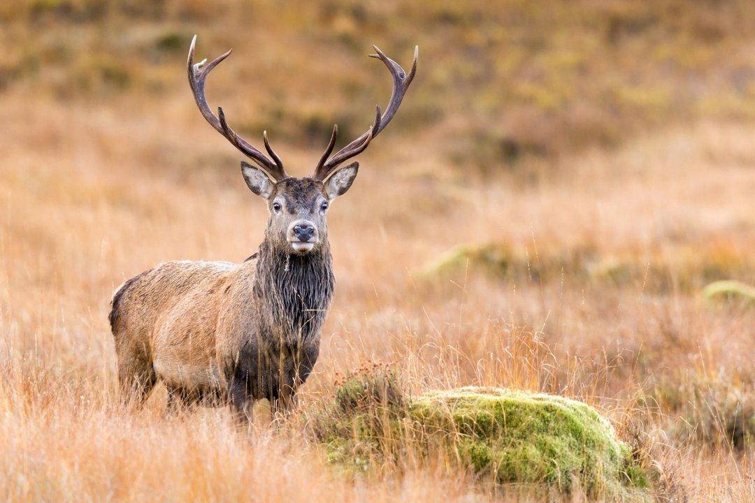 Jagd im Berner Jura (Kanton Bern), Schweiz: Landschaftsmerkmale, Einwohnerschaft, Jagdarten, Wildbestände, Interessengruppen, Regelungen und Traditionen