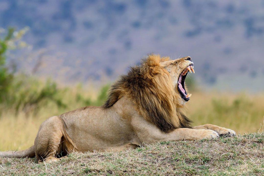 Hunting Calendar for Mbeya: Prime Times for Big and Small Game, Restricted Areas, Regulations and Exemptions, Obtaining Your Hunting Permit, Equipment, Locations, and Optimal Timing