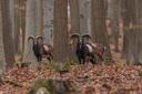 European moufflon (Ovis gmelini musimon)
Canon gear
Czechia - 2023
ISO2500 - 6,3 - 1/500