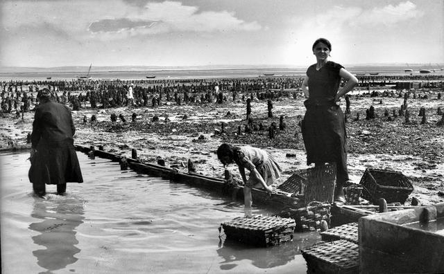 Oyster hunting and sorting in 19th-century France was an essential maritime and culinary practice that reflected both the country’s deep gastronomic traditions and the evolving dynamics of coastal economies.