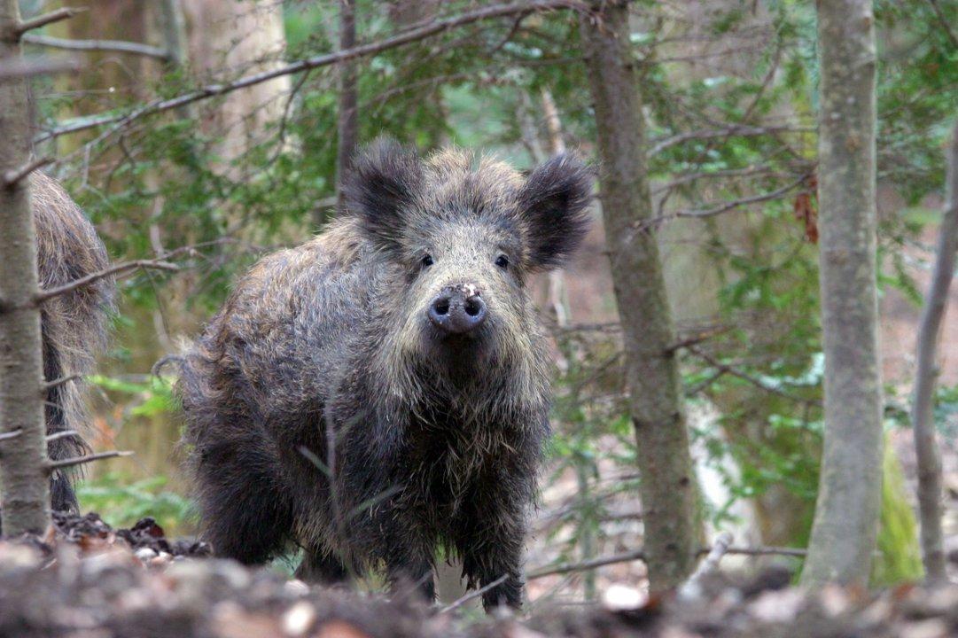 Jagd im Bezirk Zurzach (Kanton Aargau), Schweiz: Eigenschaften, Jägerschaft, Jagdstrategien, Wildarten, Saisons, Vereine, Vorschriften und Traditionen