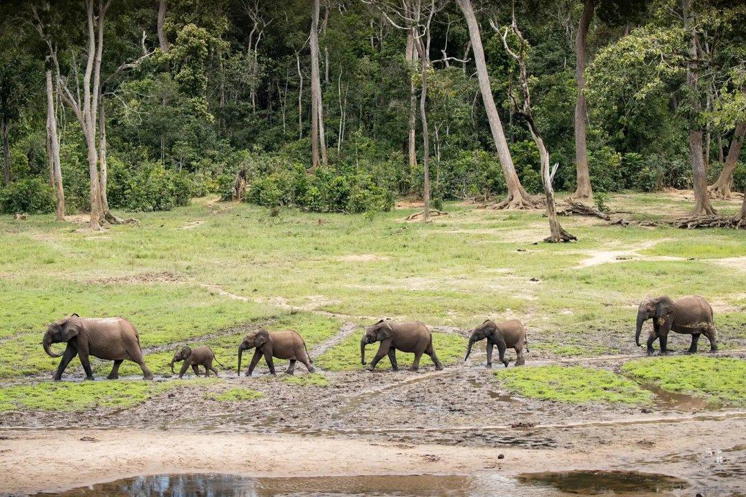 Hunting in Sangha-Mbaéré: Exploring Demographics, Navigating Types of Game, and Discovering Local Traditions