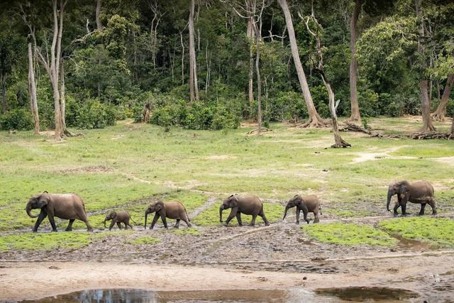 Hunting in Sangha-Mbaéré: Exploring Demographics, Navigating Types of Game, and Discovering Local Traditions