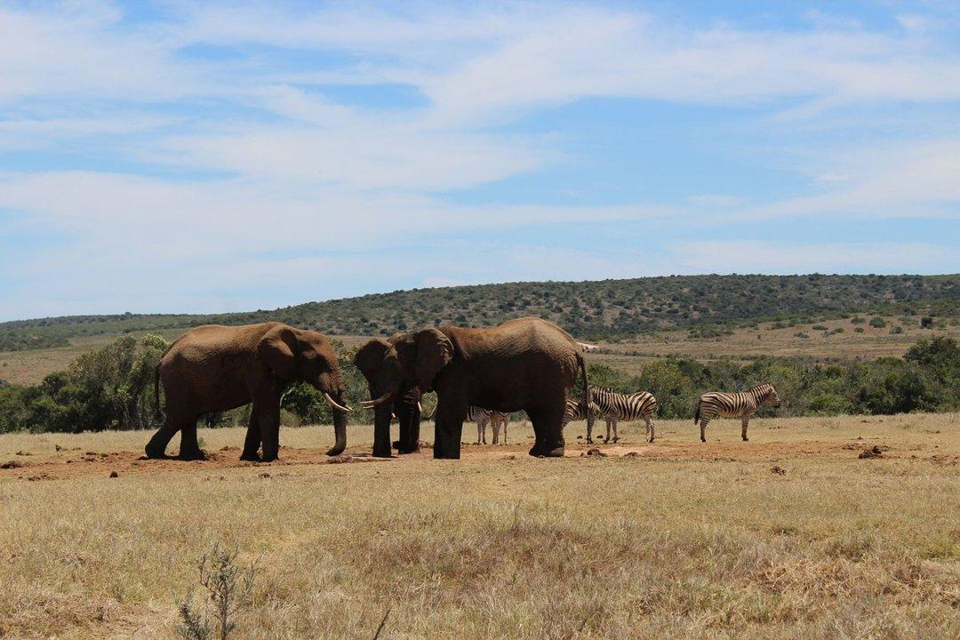 Hunting the Addo Edge: Ethical Pursuits, Dense Bush Challenges, and Rich Plains Game Variety