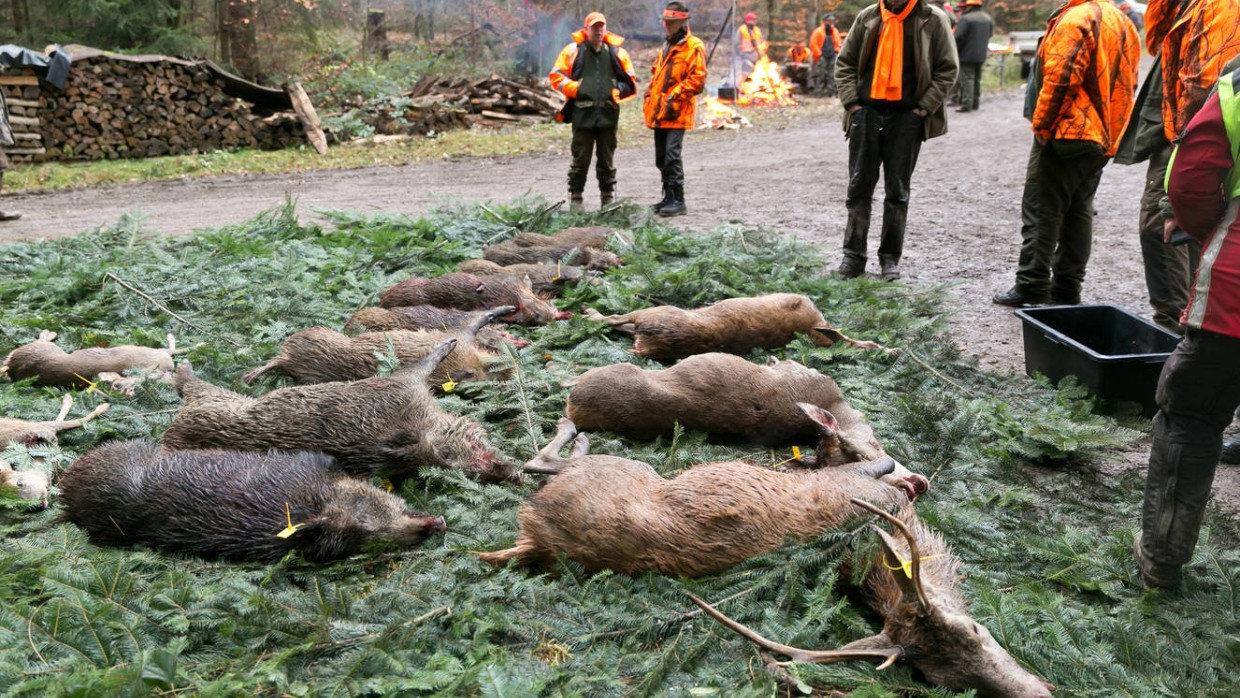 Jagd im TAUNUS: Besonderheiten der Jagd, Jagdzeiten, Rechtliche Rahmenbedingungen und interessante Fakten über die Jagd in der Region