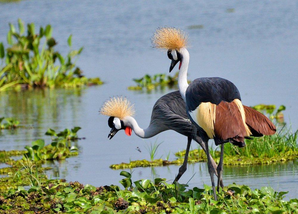 Hunting in Bushenyi: Uganda's Verdant Hunting Ground Where Tradition Meets Conservation