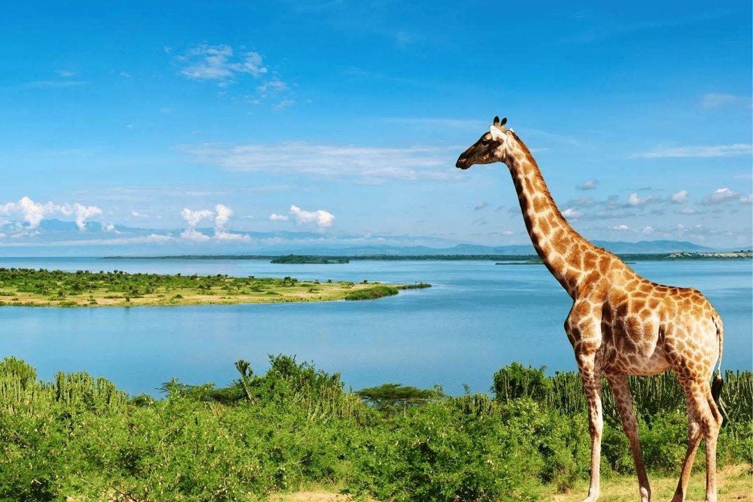 Permitted Hunting Intervals in Kiboga: Year-Round Huntable Wildlife, Seasonal Migration of Game, and the Process for Securing a Legal Hunting Permit