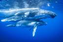 Marine mammals such as whales and pinnipeds are also targets of hunting, both recreationally and commercially, often with heated controversies regarding the morality, ethics and legality of such practices. The pursuit, harvesting or catch and release of fish and aquatic cephalopods and crustaceans is called fishing, which however is widely accepted and not commonly categorised as a form of hunting, even though it essentially is. It is also not considered hunting to pursue animals without intent to kill them, as in wildlife photography, birdwatching, or scientific-research activities which involve tranquilizing or tagging of animals, although green hunting is still called so. The practices of netting or trapping insects and other arthropods for trophy collection, or the foraging or gathering of plants and mushrooms, are also not regarded as hunting.