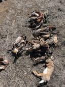 🦌 Hunting Packages in Morocco – Widiane Chasse: A Complete Guide for Discerning Hunters

Nestled deep in the Atlas Mountains and overlooking the pristine waters of Lake 