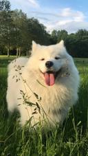 Ода
