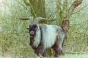 Hunting in Gwynedd, Wales: hunters and demographics of the region, types of hunting and hunting animals, hunting legislation

Geographical and natural features of the reg