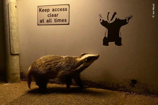 The Funniest Photos in the History of the Wildlife Photographer of the Year Contest.
