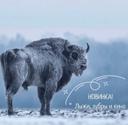 ЛЫЖИ, ЗУБРЫ И КИНО ❄️
Новинка! Ещё один зимний экотур на 1 день 

Это путешествие пройдет вдоль берега Западной Березины, по заснеженным тропам, через старые еловые 🌲 и 