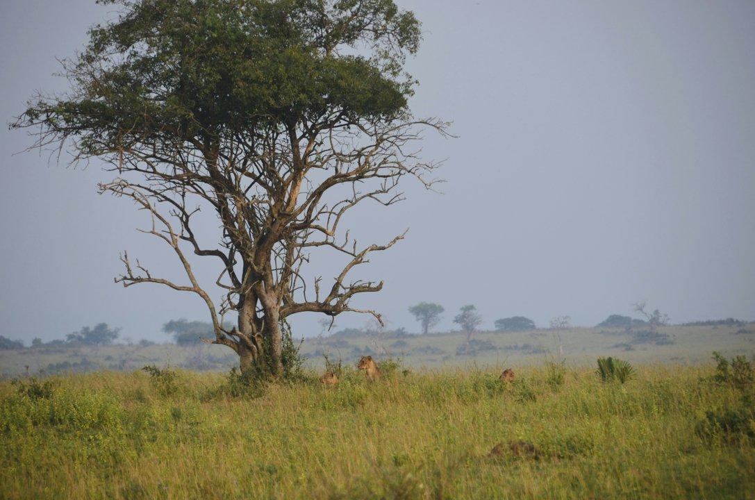 Hunting in Huila, Angola: Traditions, Key Facts, Hunting Methods, Seasons, Game Species and Clubs 