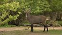 Hunting in Western North: Exploring Geography, Examining Legislation, and Learning Interesting Facts

The Western North Region, created in 2019 from part of the old Weste